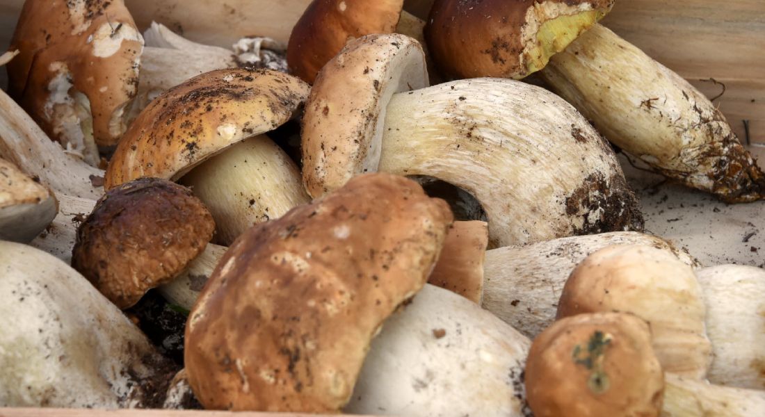 marché aux cèpes au Mussidan