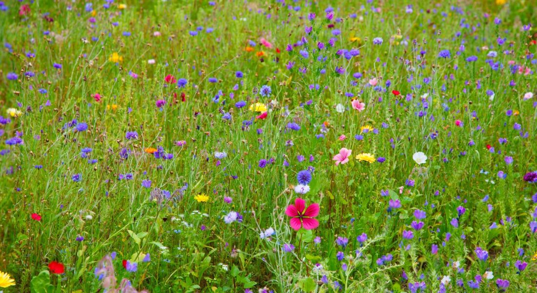 gestion des espaces verts commune de mussidan